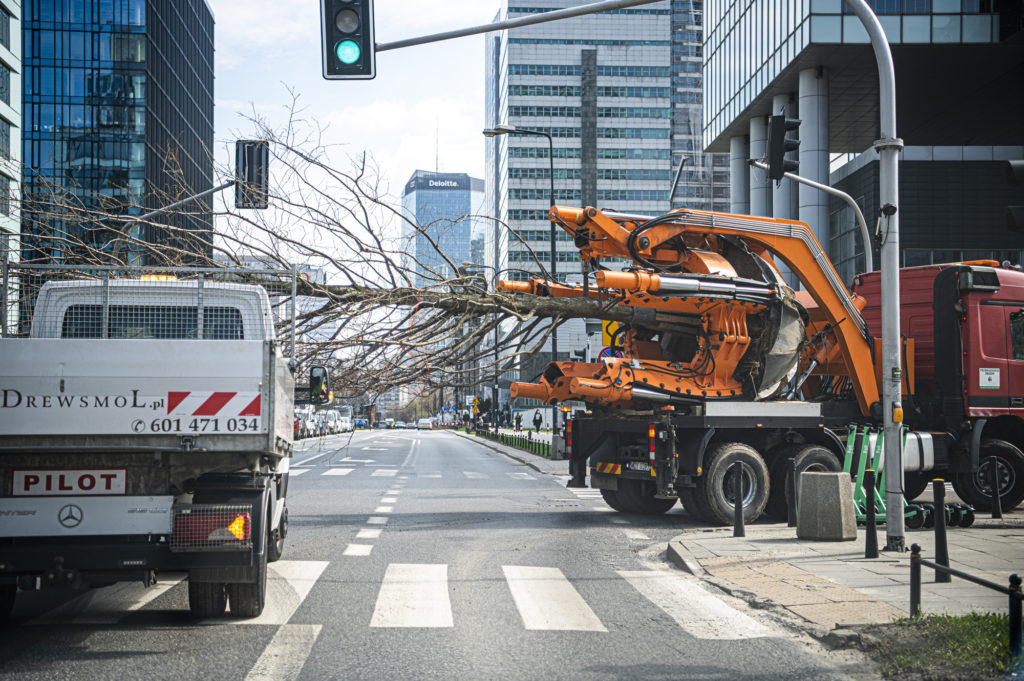 Drzewa z placu Europejskiego w drodze do parków
