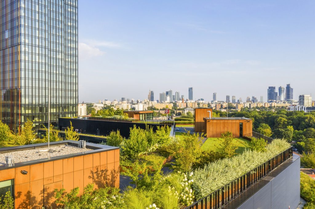 Taras na Kampusie Forest